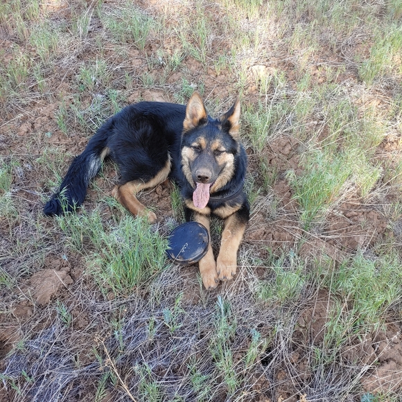 Meet your Posher, Victoria - Picture 12 of 16